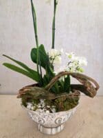 Orquídea dualidad para condolencias