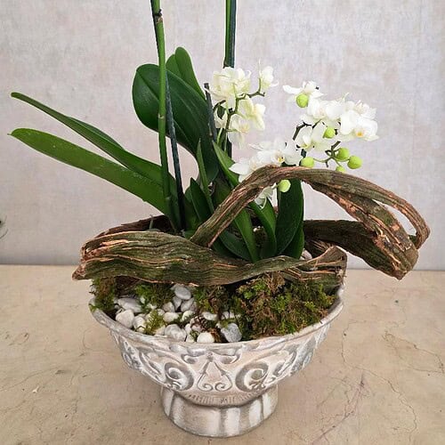 Orquídea dualidad para condolencias