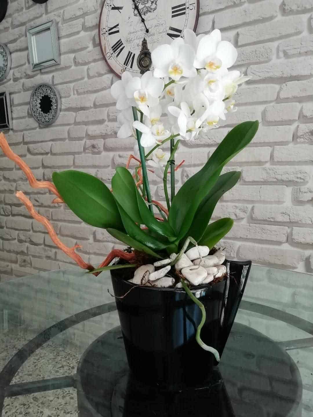 Orquideas decoradas calidad extra con motivos naturales