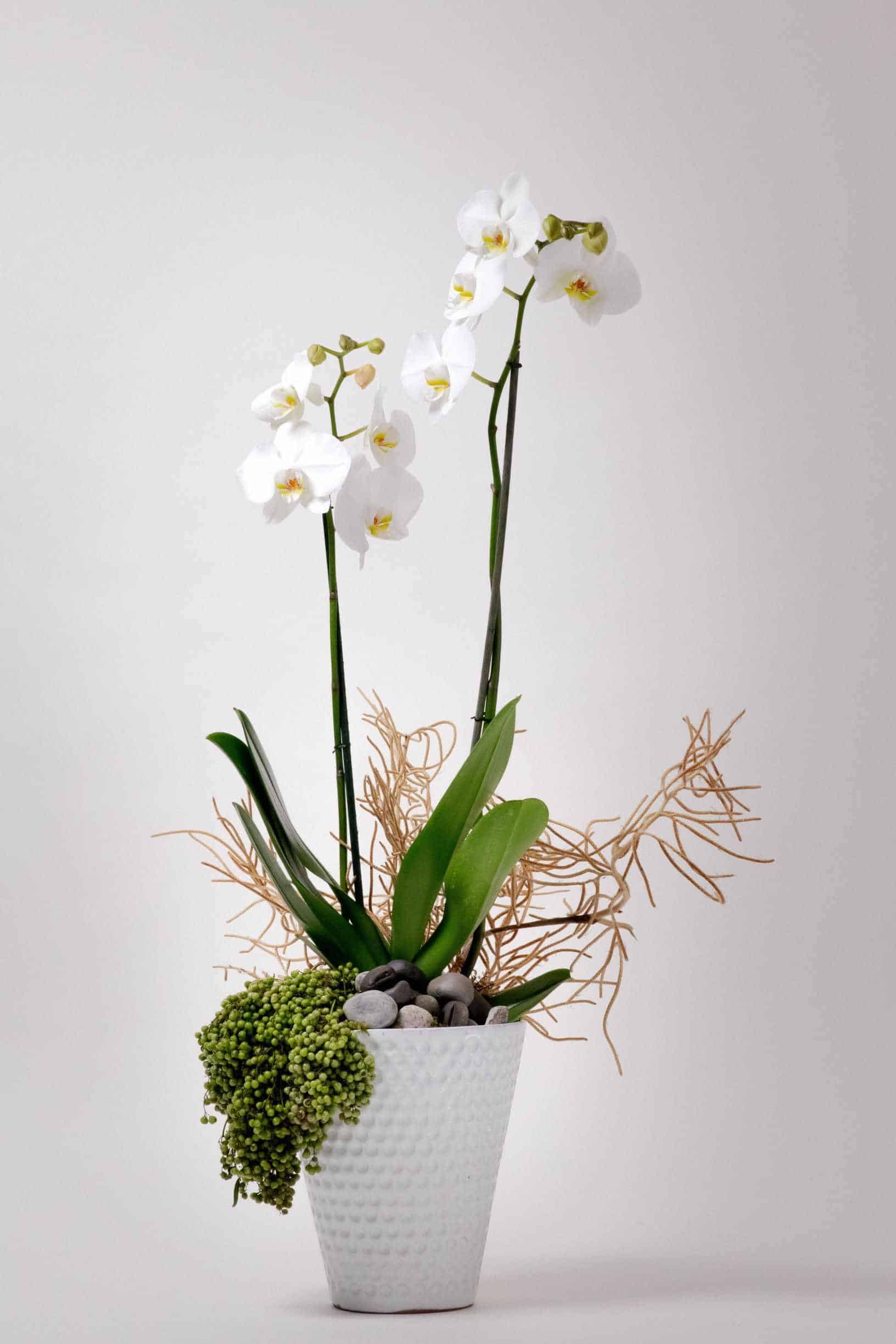 Los arreglos con orquídeas naturales son elegantísimos