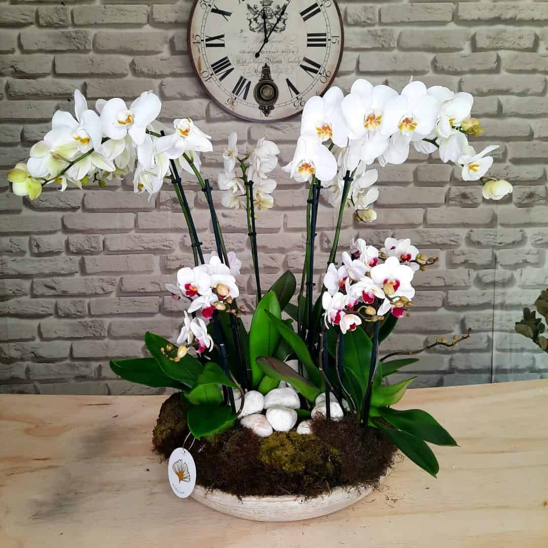Arreglo con Mix de Orquídeas Elegantes by Annafiori